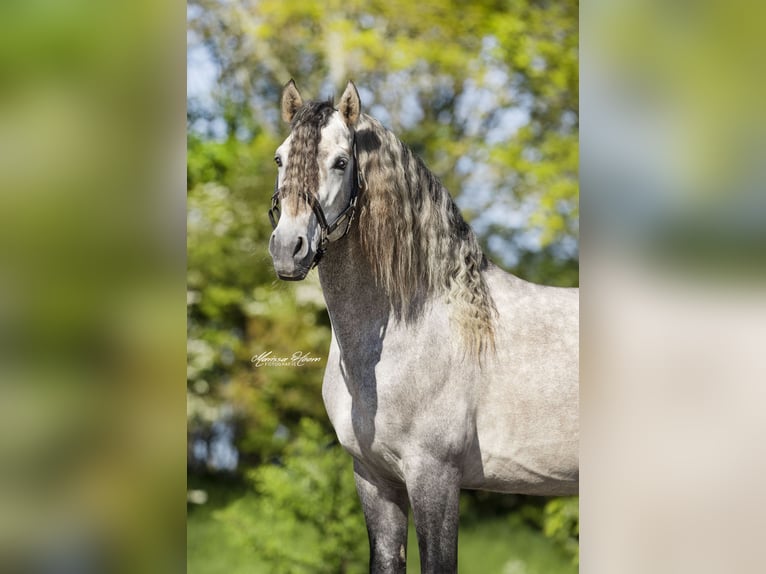 PRE Stallion Gray-Dapple in Bad Zwischenahn