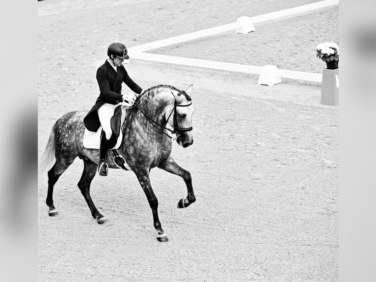 PRE Stallion Gray-Dapple in Getxo