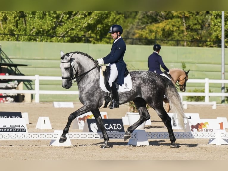 PRE Stallion Gray-Dapple in Getxo