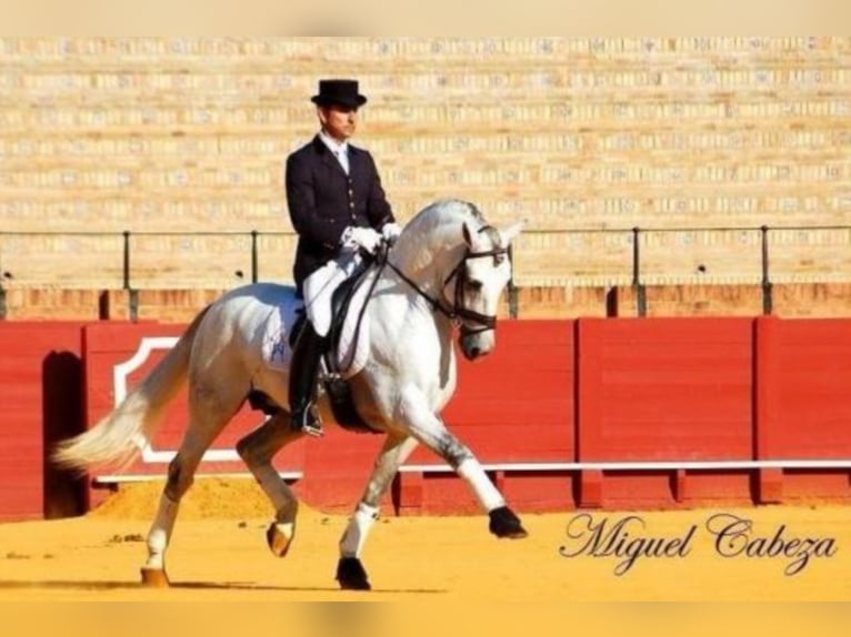 PRE Stallion Gray in Cádiz