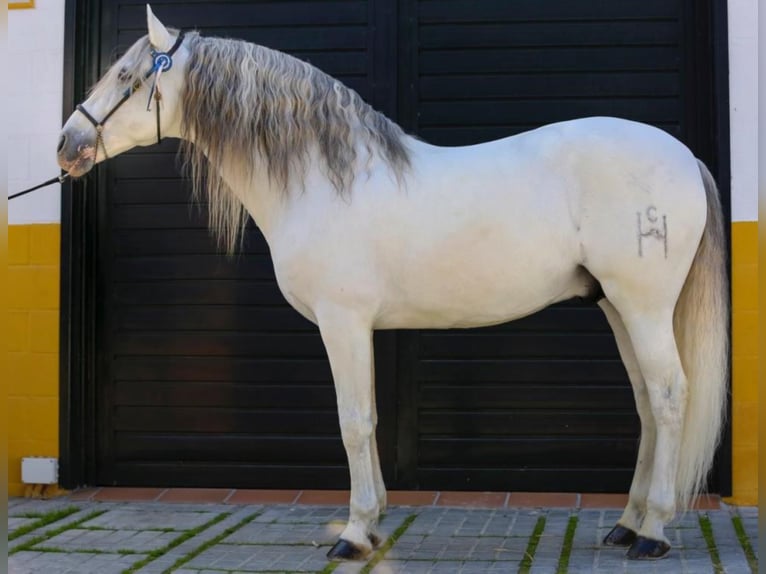 PRE Stallion Gray in Cádiz
