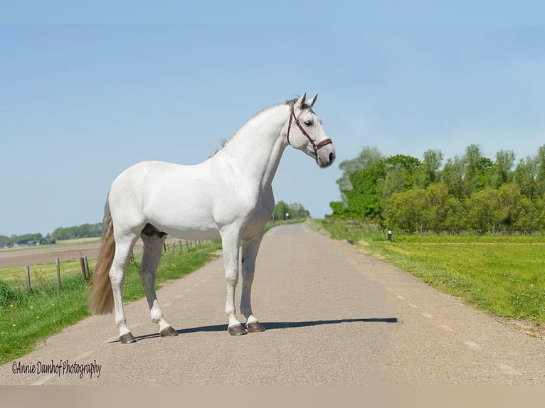 PRE Stallion Gray in Nagele