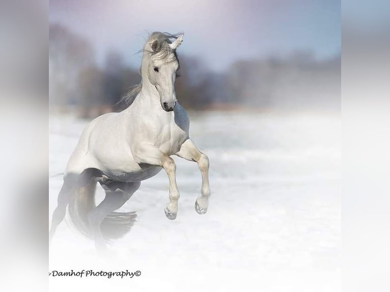 PRE Stallion Gray in Nagele