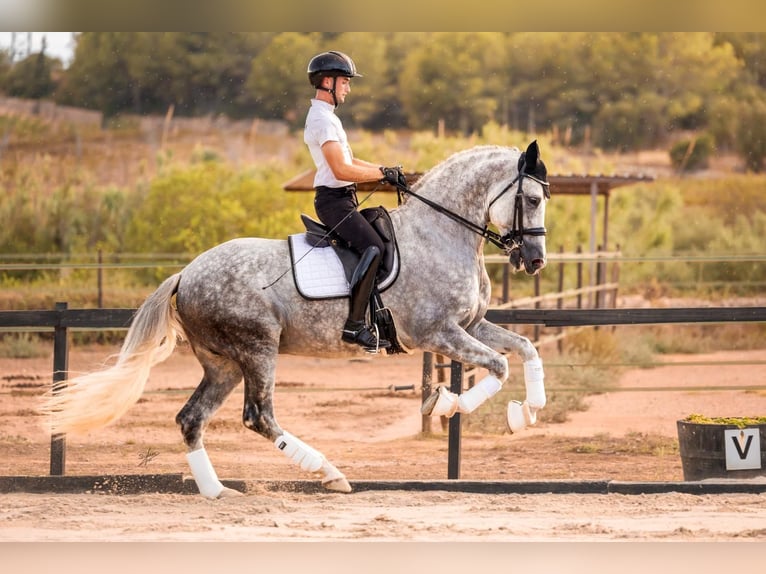 PRE Stallion Gray in caumont