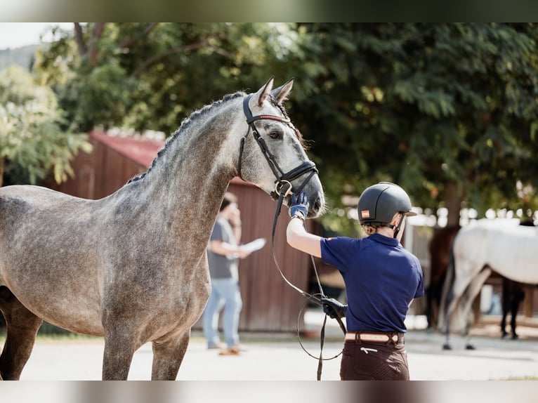 PRE Stallion Gray in Fuendetodos