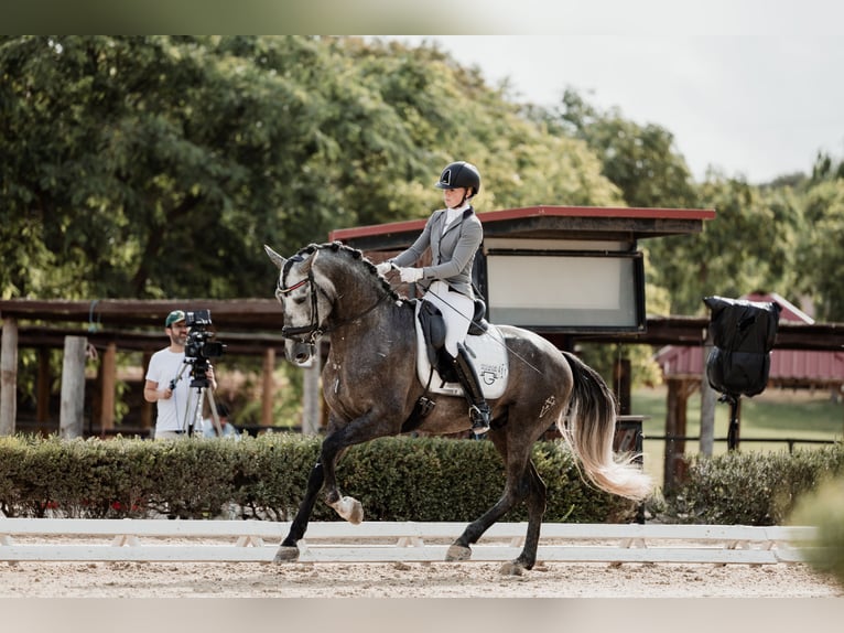 PRE Stallion Gray in Fuendetodos