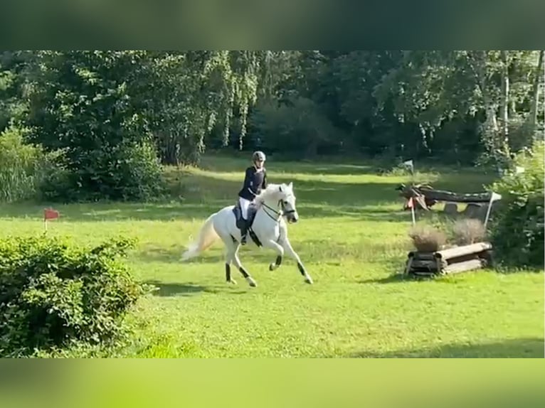 PRE Stallion Gray in Wiesbaden