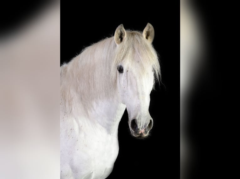 PRE Stallion Gray in Wiesbaden