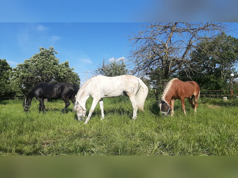 PRE Stallion Gray in Wiesbaden