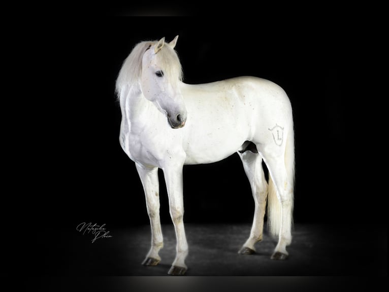 PRE Stallion Gray in Wiesbaden