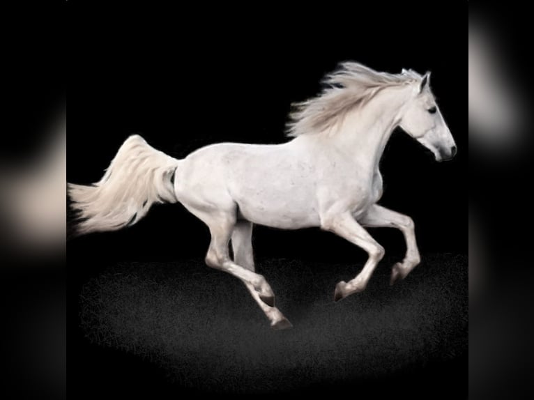 PRE Stallion Gray in Wiesbaden