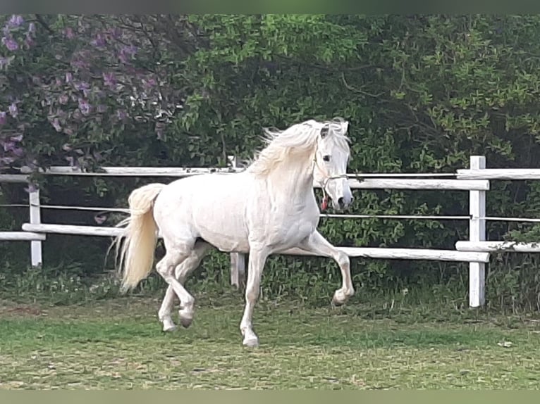 PRE Stallion Gray in Wiesbaden