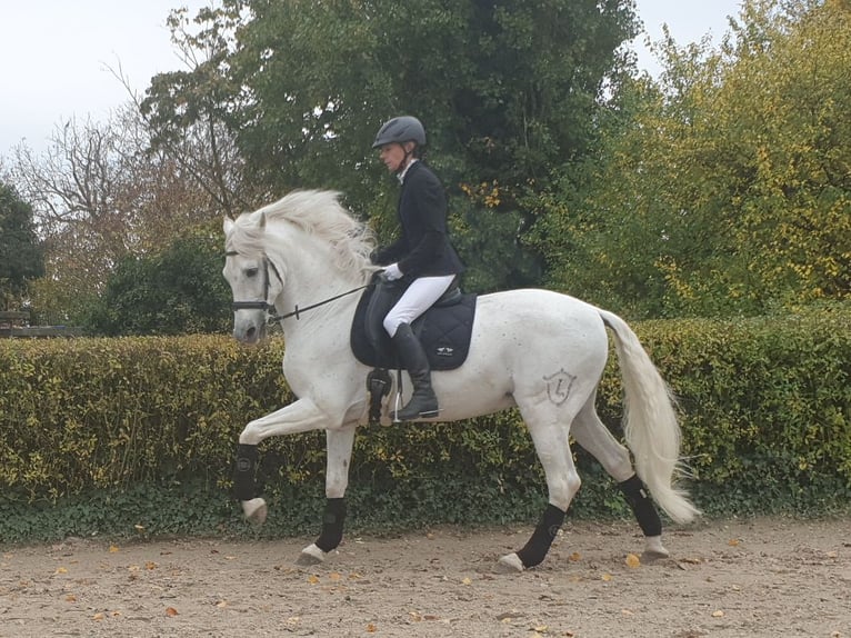 PRE Stallion Gray in Wiesbaden