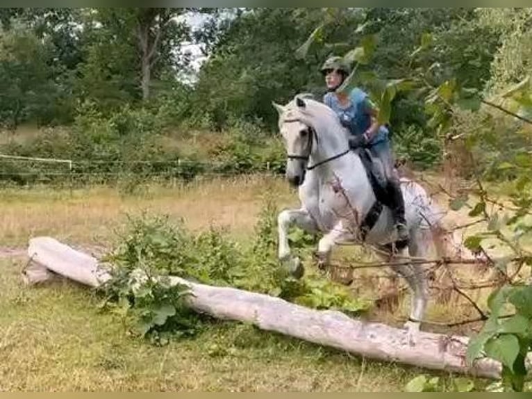 PRE Stallion Gray in Wiesbaden
