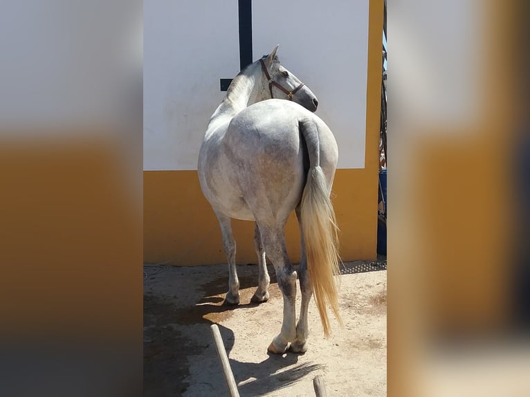 PRE Stallion Gray-Fleabitten in Navalvillar De Pela