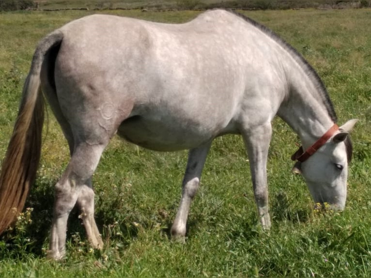 PRE Stallion Gray-Fleabitten in Navalvillar De Pela