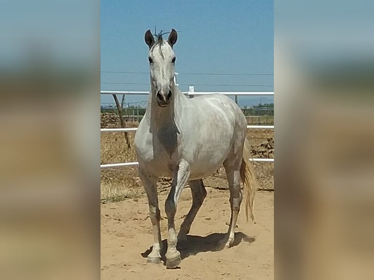 PRE Stallion Gray-Fleabitten in Navalvillar De Pela