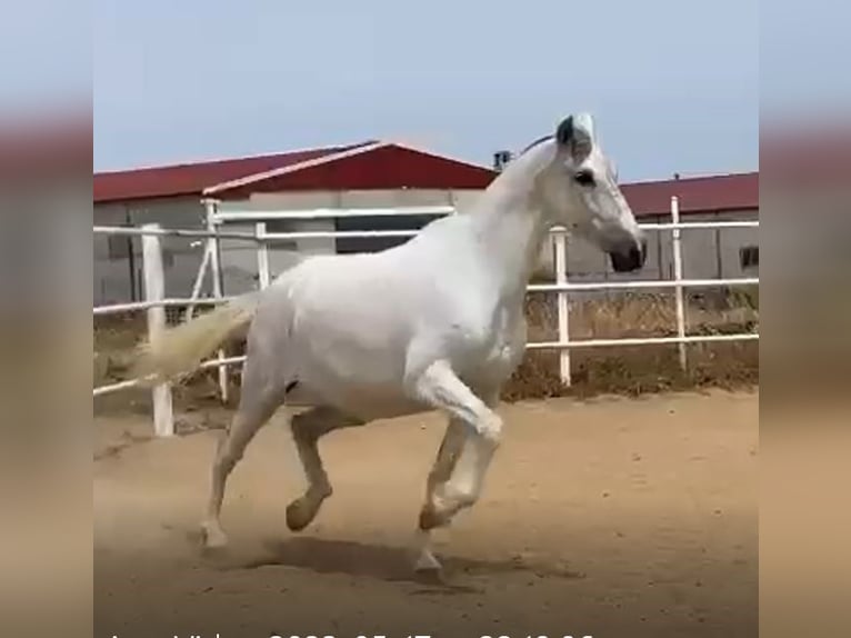 PRE Stallion Gray-Fleabitten in Navalvillar De Pela