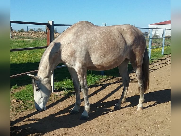 PRE Stallion Gray-Fleabitten in Navalvillar De Pela