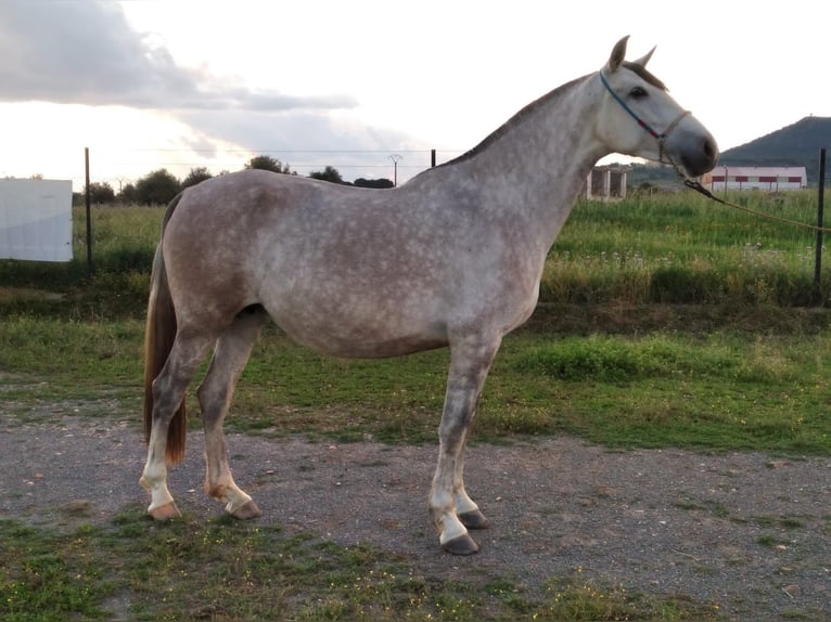 PRE Stallion Gray-Fleabitten in Navalvillar De Pela