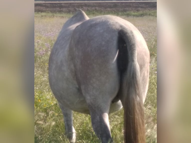 PRE Stallion Gray-Fleabitten in Navalvillar De Pela