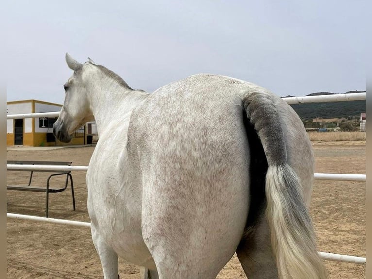 PRE Stallion Gray-Fleabitten in Navalvillar De Pela