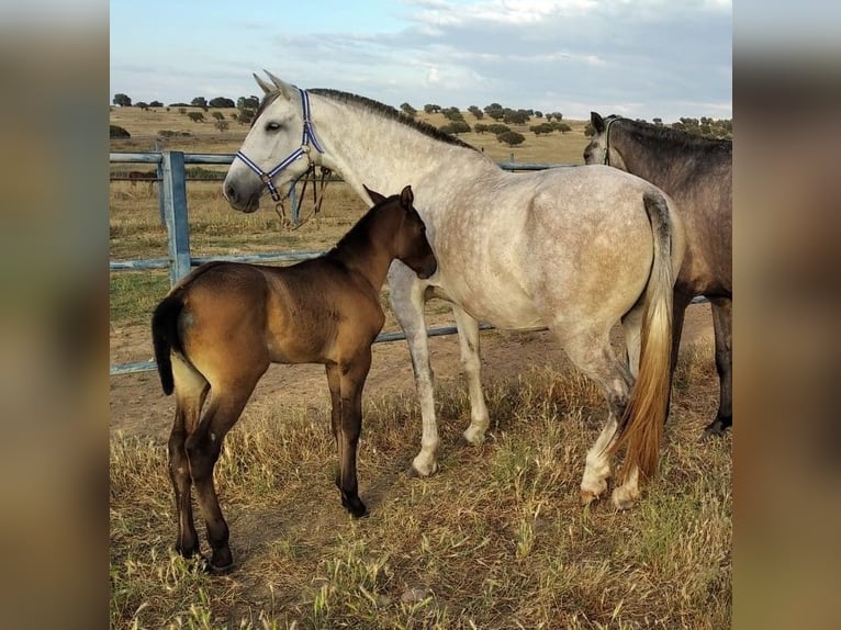 PRE Stallion Gray-Fleabitten in Navalvillar De Pela