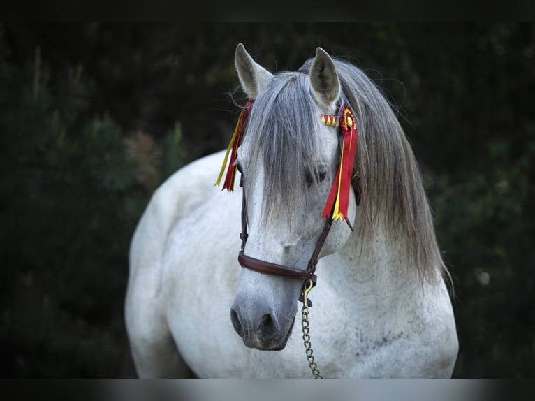 PRE Stallion Gray-Fleabitten in Lübben (Spreewald)