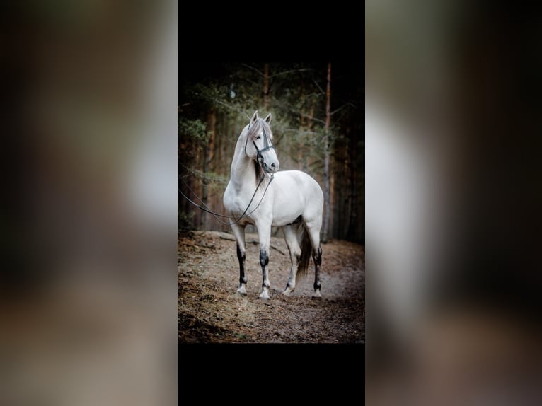 PRE Stallion Gray-Fleabitten in Lübben (Spreewald)