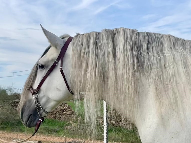 PRE Stallion Gray-Fleabitten in Herrera Del Duque