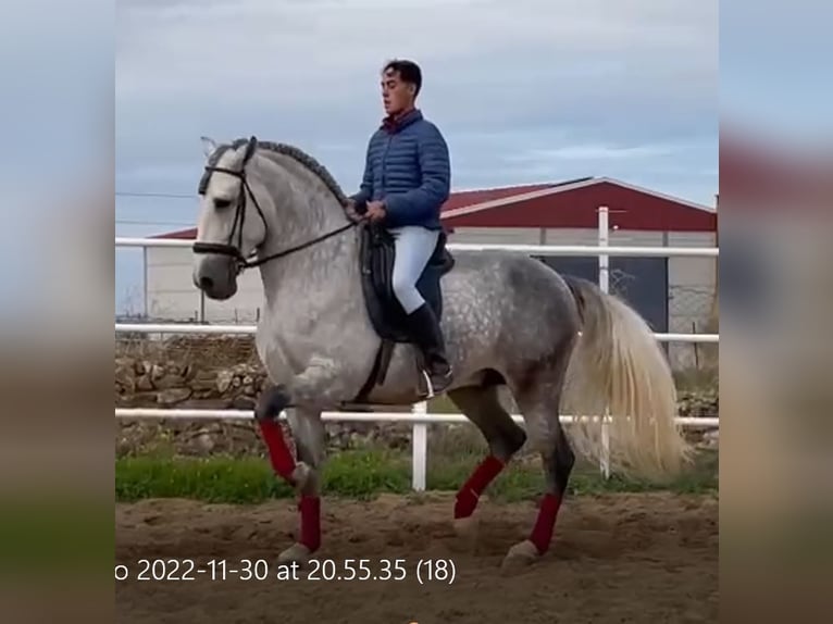 PRE Stallion Gray-Fleabitten in Herrera Del Duque