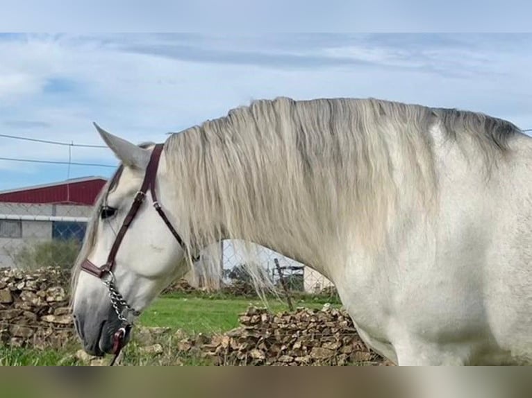 PRE Stallion Gray-Fleabitten in Herrera Del Duque