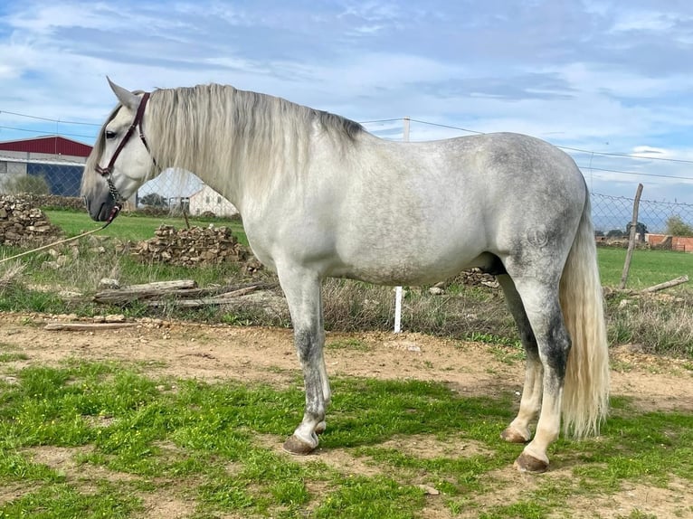 PRE Stallion Gray-Fleabitten in Herrera Del Duque