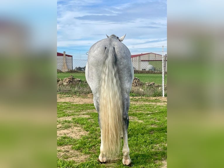 PRE Stallion Gray-Fleabitten in Herrera Del Duque