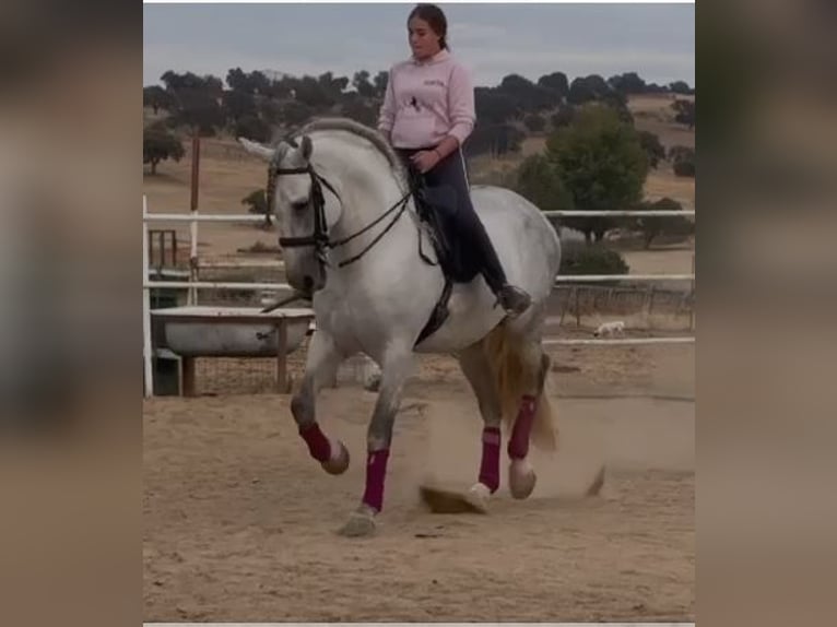 PRE Stallion Gray-Fleabitten in Herrera Del Duque