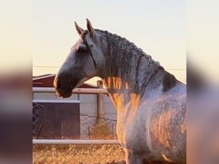 PRE Stallion Gray-Fleabitten in Herrera Del Duque