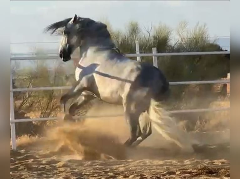 PRE Stallion Gray-Fleabitten in Herrera Del Duque