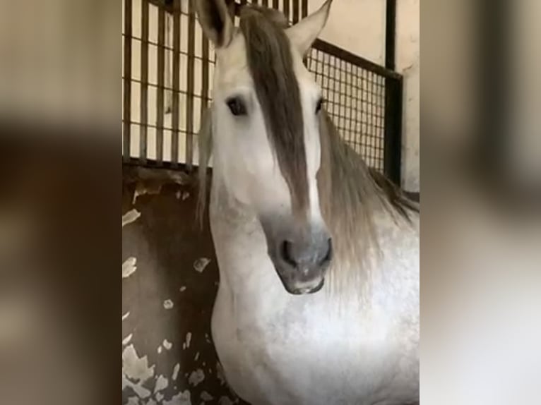 PRE Stallion Gray-Fleabitten in Herrera Del Duque