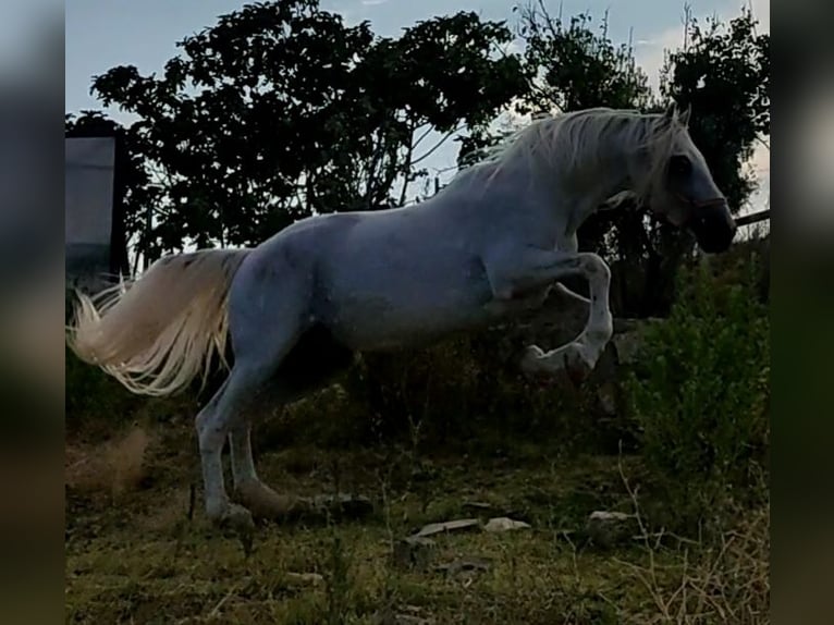 PRE Stallion Gray in Los Santos De Maimona