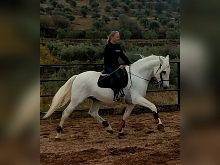 PRE Stallion Gray in Los Santos De Maimona