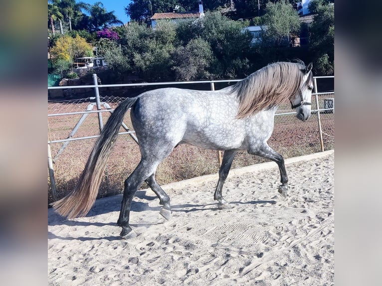 PRE Stallion Gray in Estepona