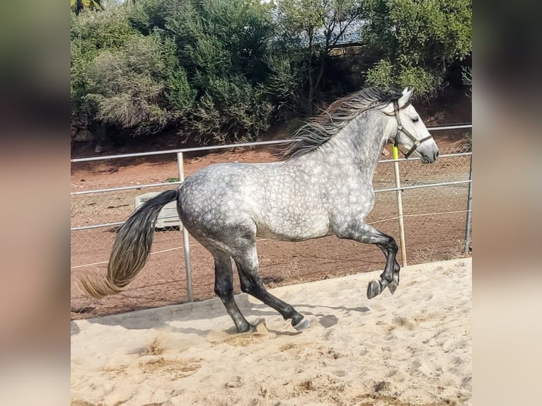 PRE Stallion Gray in Estepona