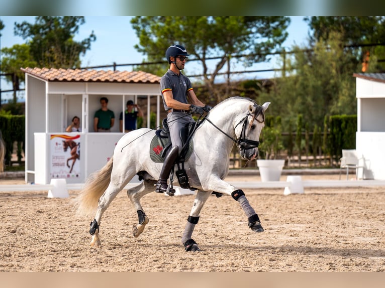PRE Stallion Gray in Mijas