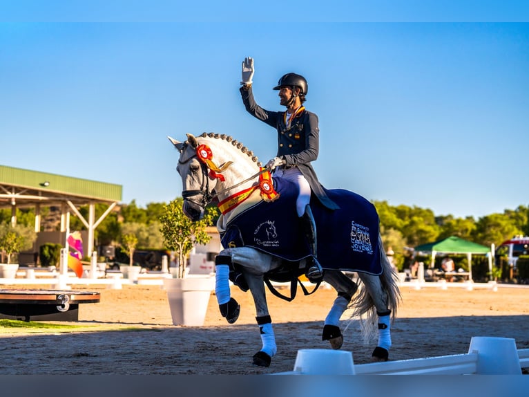 PRE Stallion Gray in Mijas