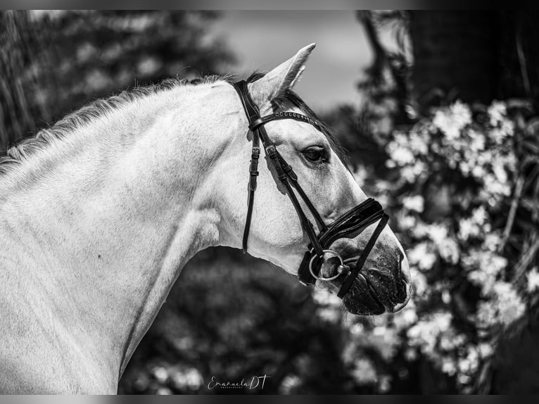 PRE Stallion Gray in Mijas