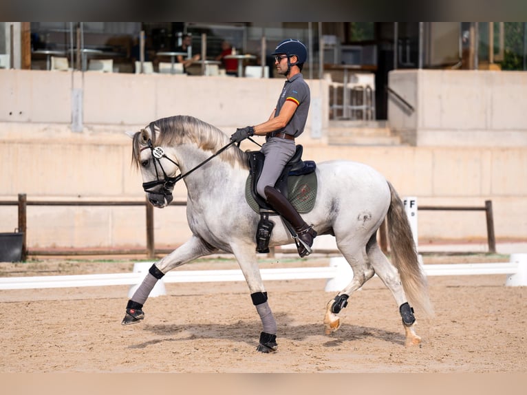PRE Stallion Gray in Mijas