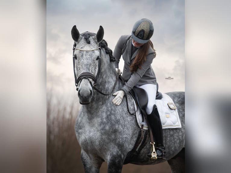 PRE Stallion Grey-Blue-Tan in Heemskerk