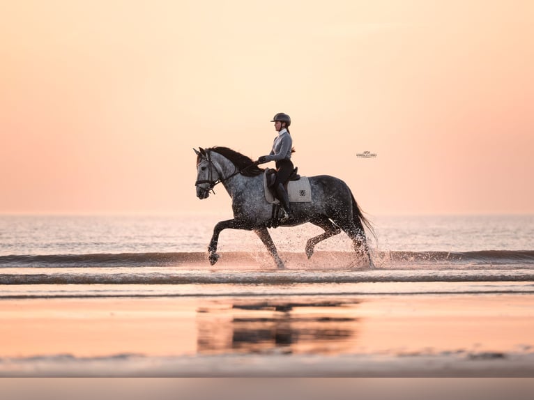 PRE Stallion Grey-Blue-Tan in Heemskerk
