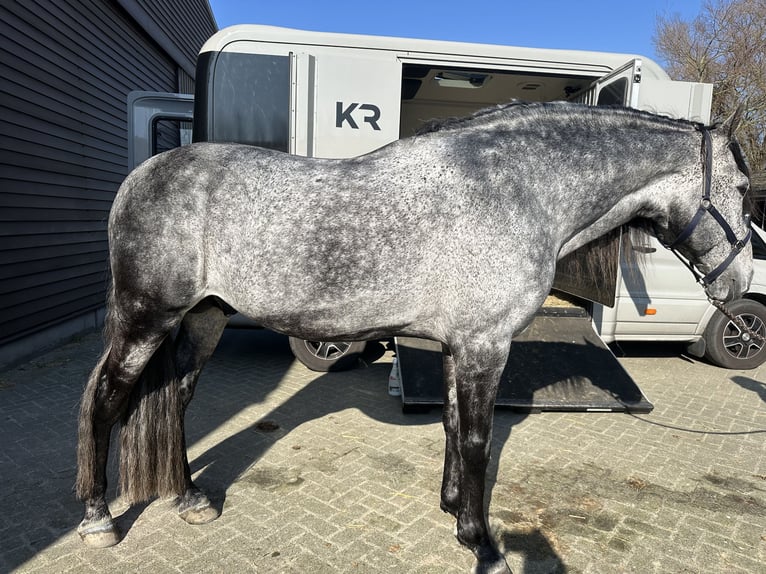 PRE Stallion Grey-Blue-Tan in Heemskerk