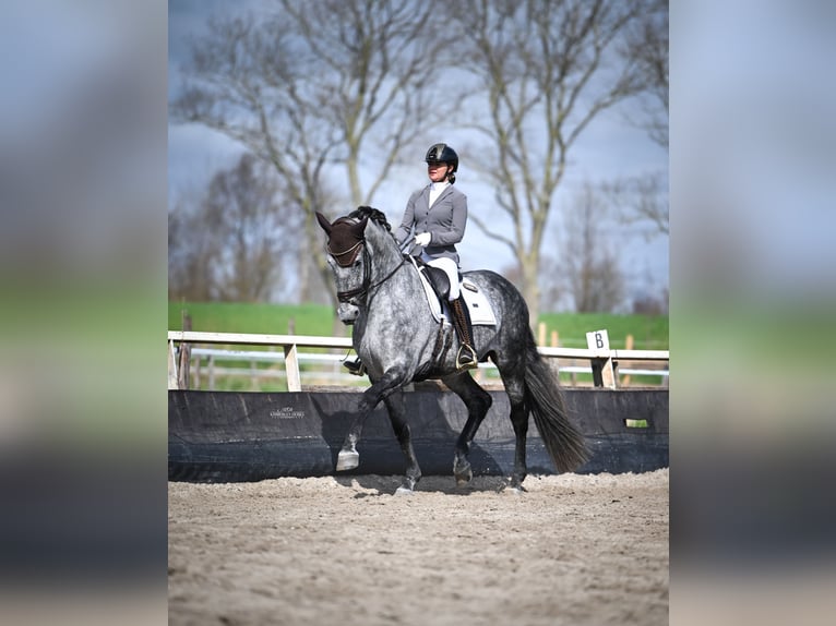 PRE Stallion Grey-Blue-Tan in Heemskerk